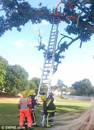 A 15-year-old boy had to be rescued by firefighters after getting stuck 18ft up a tree.
