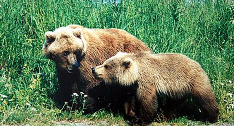 440px-A_mother_and_a_cub_bears-800x430